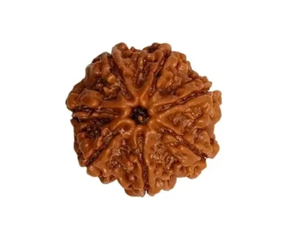 seven mukhi rudraksha