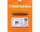 11 Mukhi Rudraksha