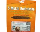 5 Mukhi Rudraksha