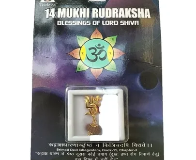 14 mukhi rudraksha