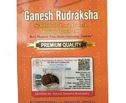 rudraksha