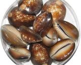 cowrie seashell