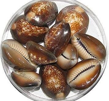 cowrie seashell