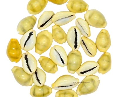 Cowrie Shells